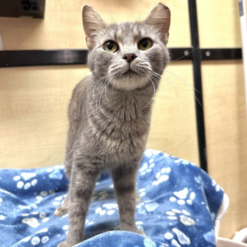 Matilda, a cat for adoption from Nine Lives Kitty Rescue INC