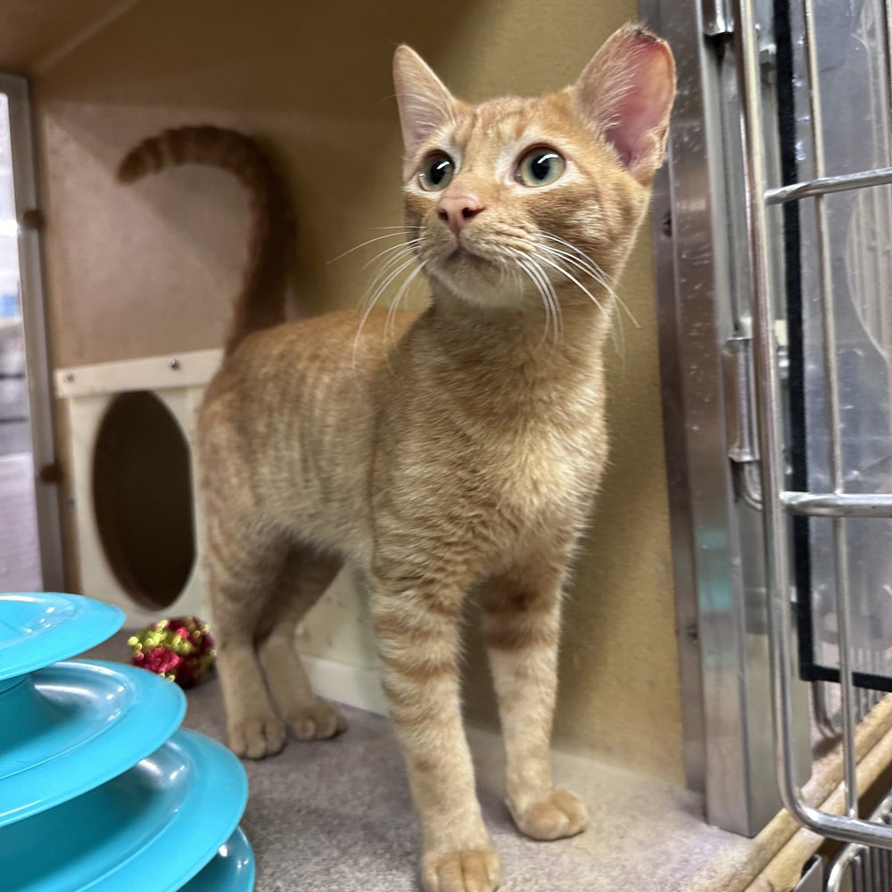 Alien, Domestic Short Hair
