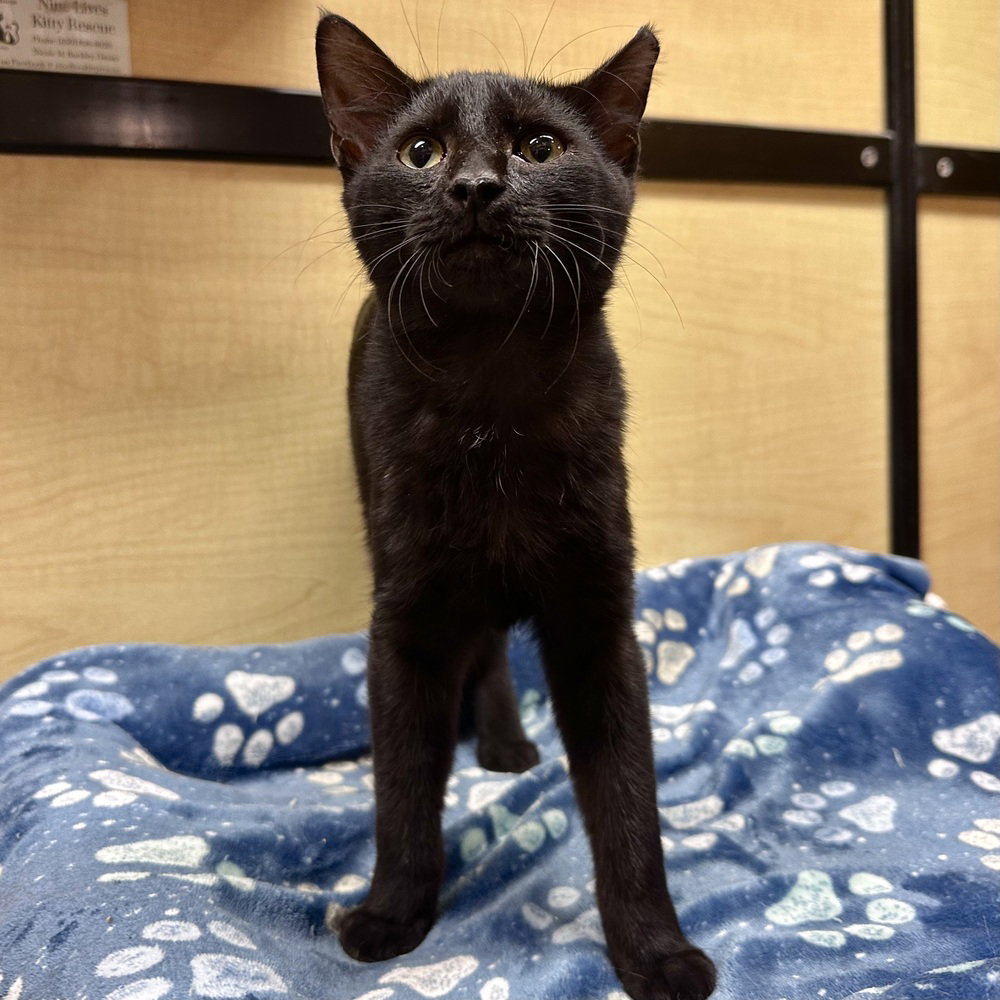 Whoube, Domestic Short Hair