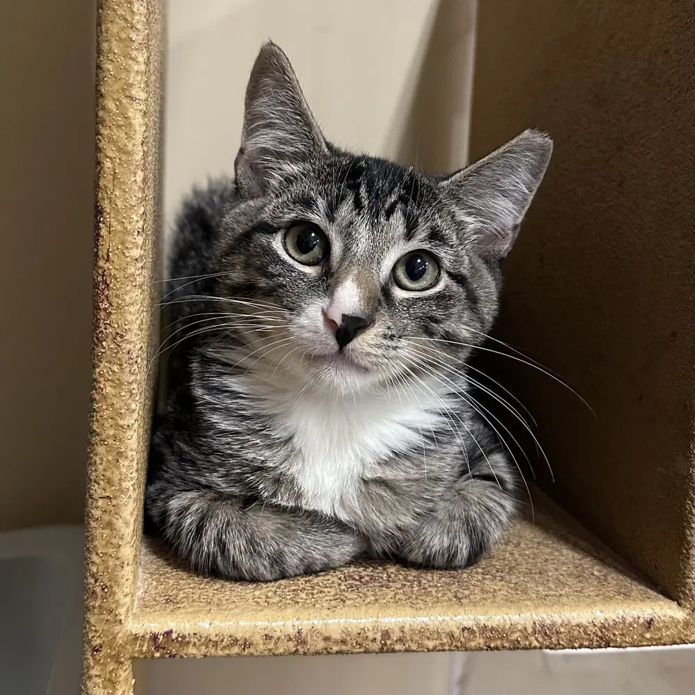 Gino - Domestic Short Hair