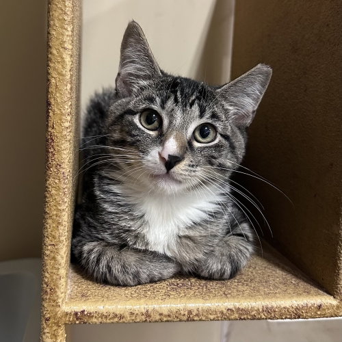 Gino, a cat for adoption from Nine Lives Kitty Rescue INC