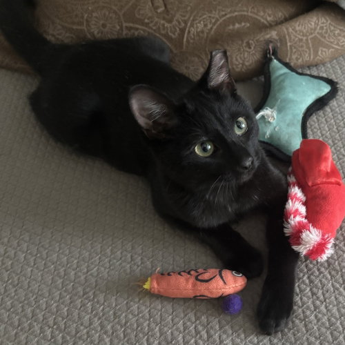 Kneadles, a cat for adoption from Nine Lives Kitty Rescue INC