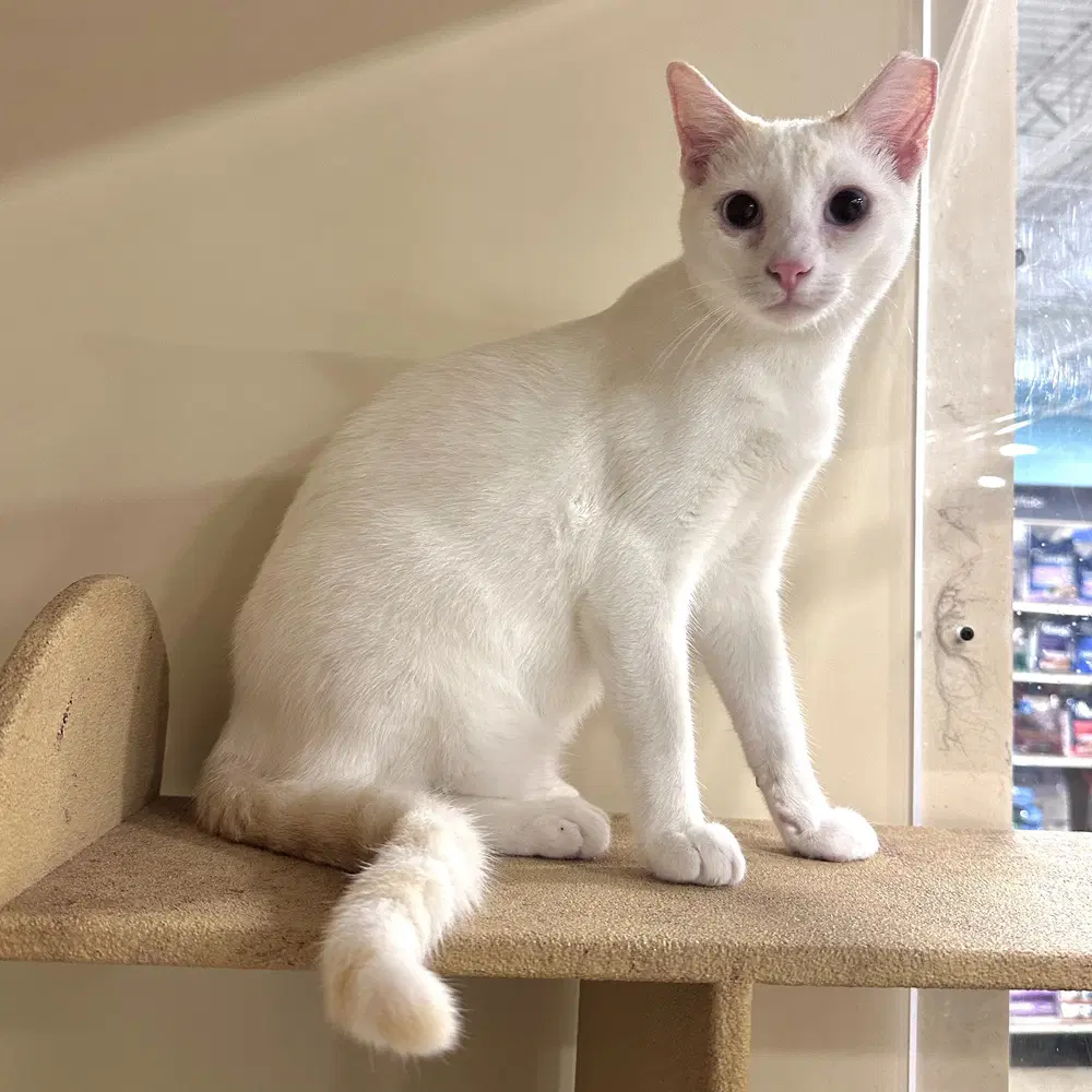 Leo - Siamese