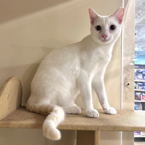 Leo, a cat for adoption from Nine Lives Kitty Rescue INC