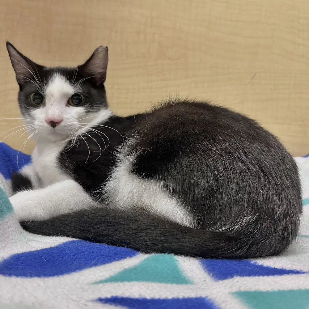 Owen - Domestic Short Hair