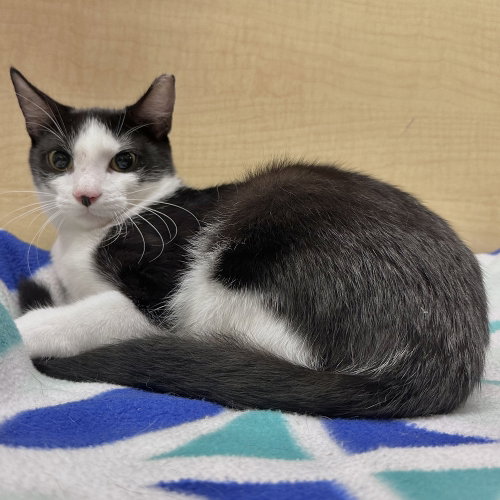 Owen, a cat for adoption from Nine Lives Kitty Rescue INC