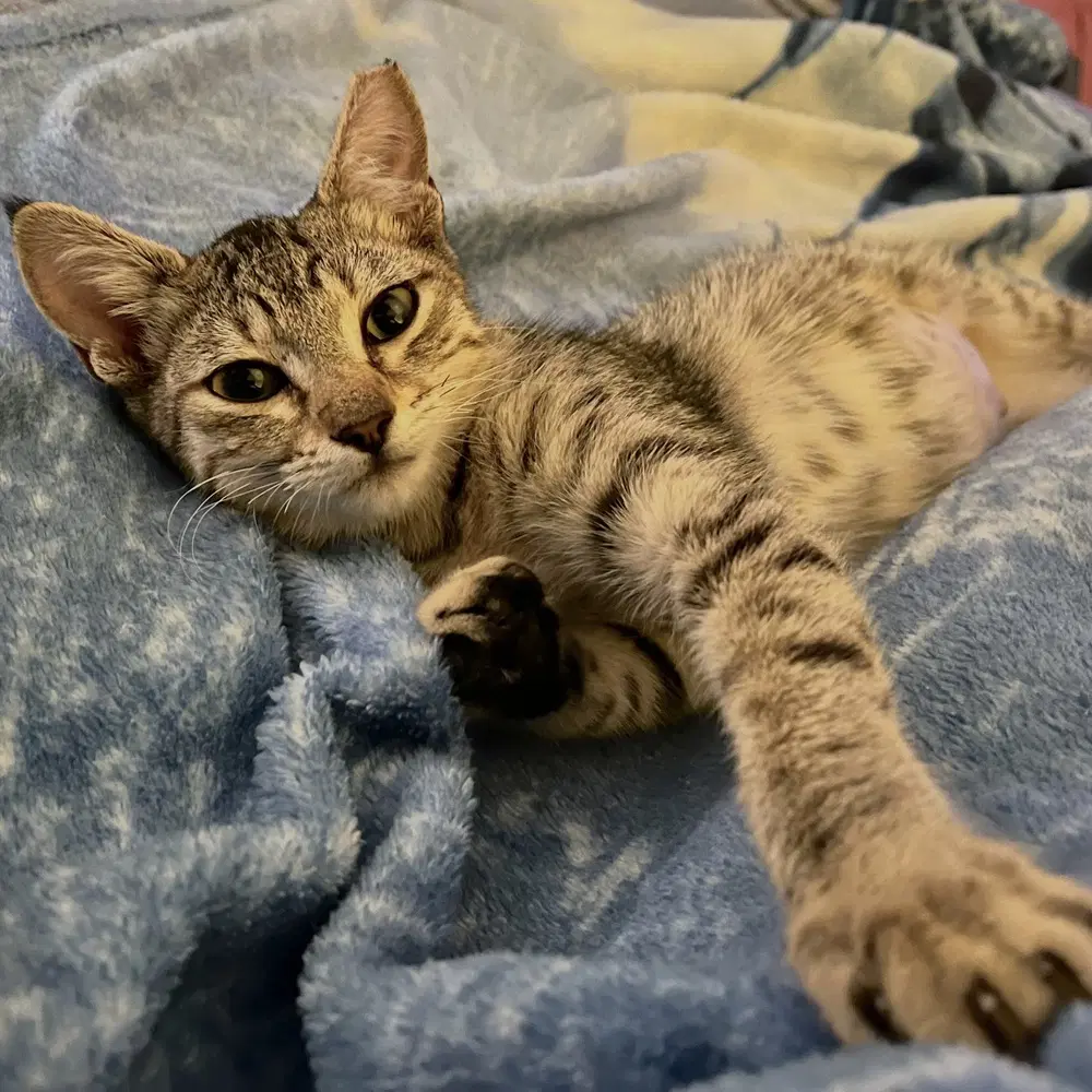 Buttons - Domestic Short Hair