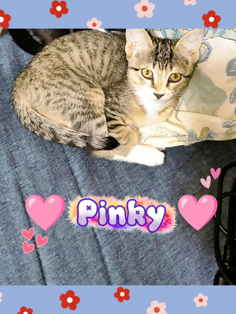 Pinky