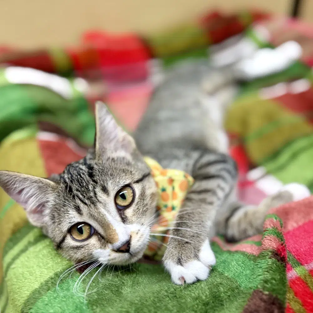 Pinky - Domestic Short Hair