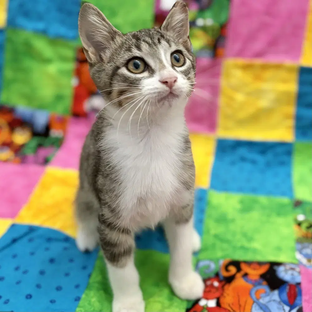 Bonsai - Domestic Short Hair