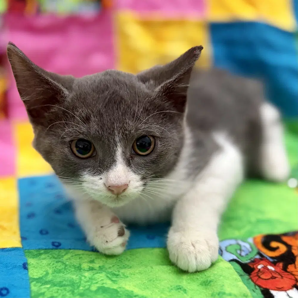 Bamboo - Domestic Short Hair