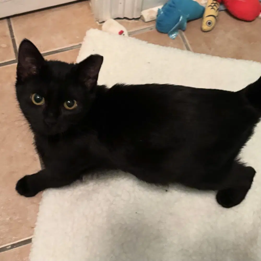 Electra - Domestic Short Hair