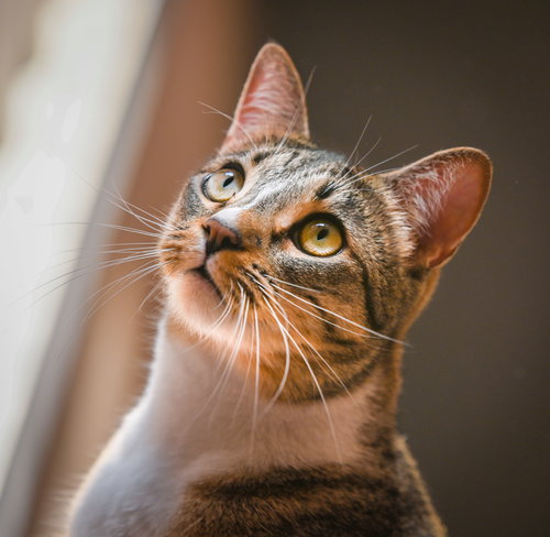 picture of the cat needing adoption