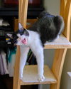 Spot - Photo 9