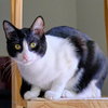 Spot - Photo 1