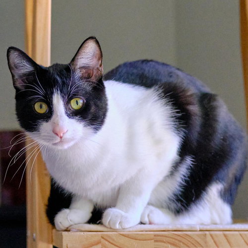picture of the cat needing adoption