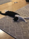 Spot - Photo 10