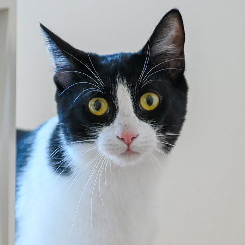 Photo 6 of Spot