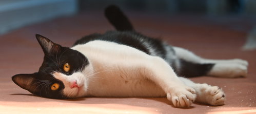 Photo 5 of Spot