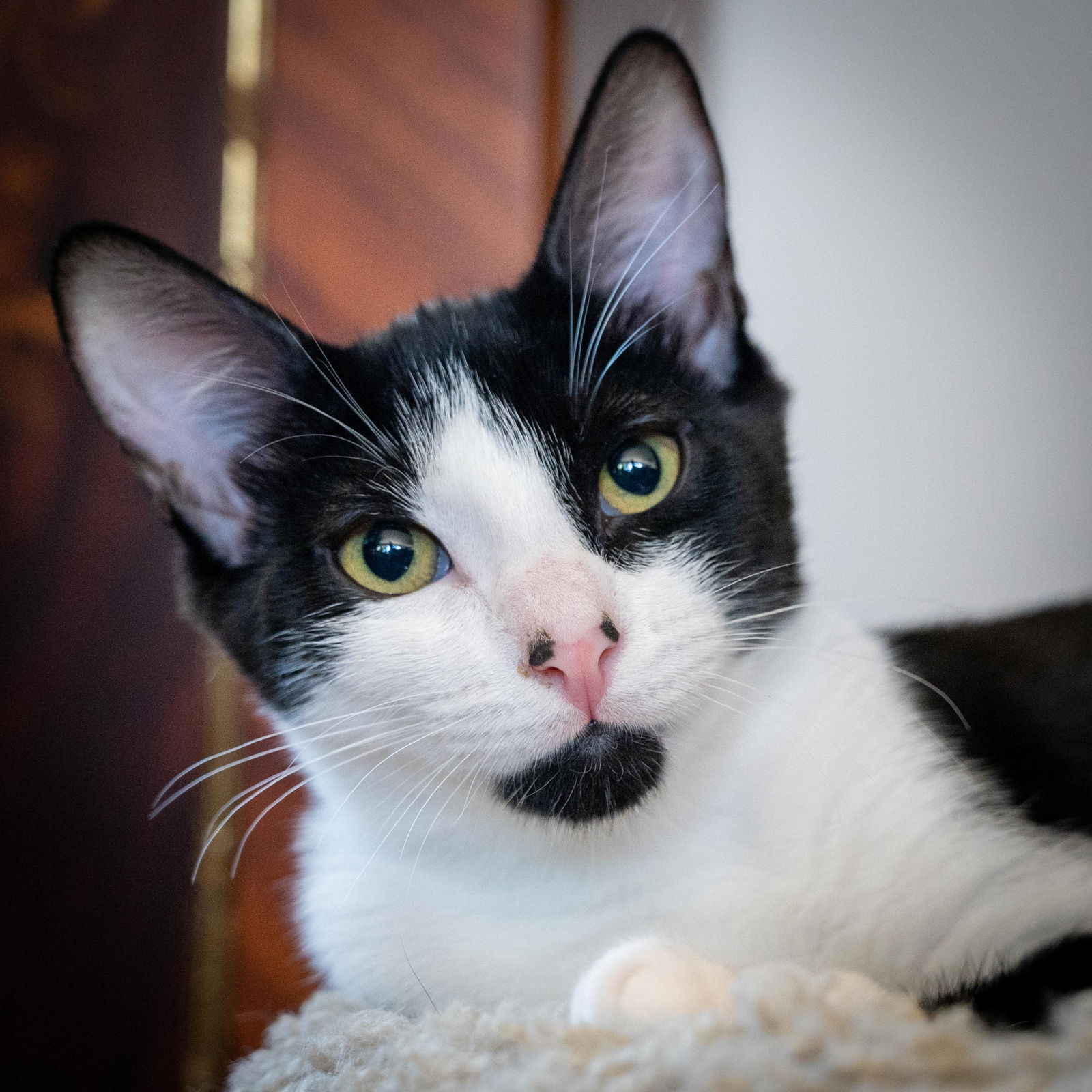 adoptable Cat in Oakland, CA named Capricorn