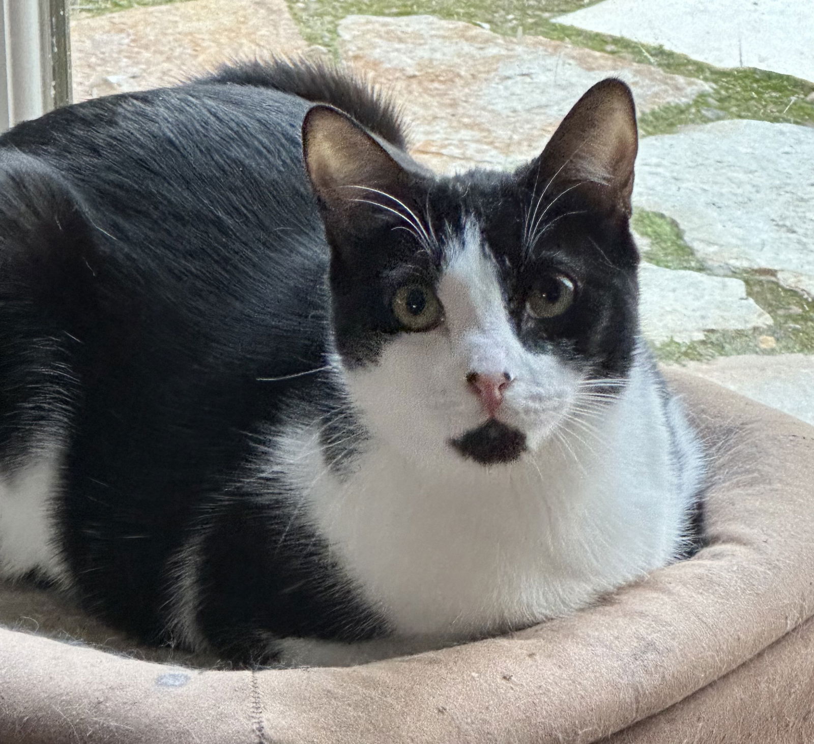 adoptable Cat in Oakland, CA named Capricorn