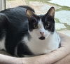 adoptable Cat in oakland, CA named Capricorn