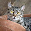 adoptable Cat in oakland, CA named Colorado