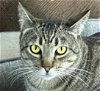 adoptable Cat in oakland, CA named Colorado