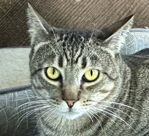 picture of the cat needing adoption