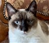 adoptable Cat in oakland, CA named Farah