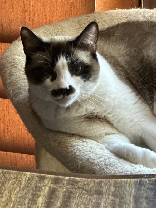 picture of the cat needing adoption