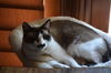 adoptable Cat in oakland, CA named Faye