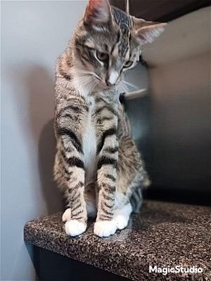 adoptable Cat in Oakland, CA named Arrow (& Captain) [CP]