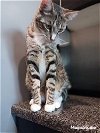 adoptable Cat in la, CA named Arrow (& Captain) [CP]