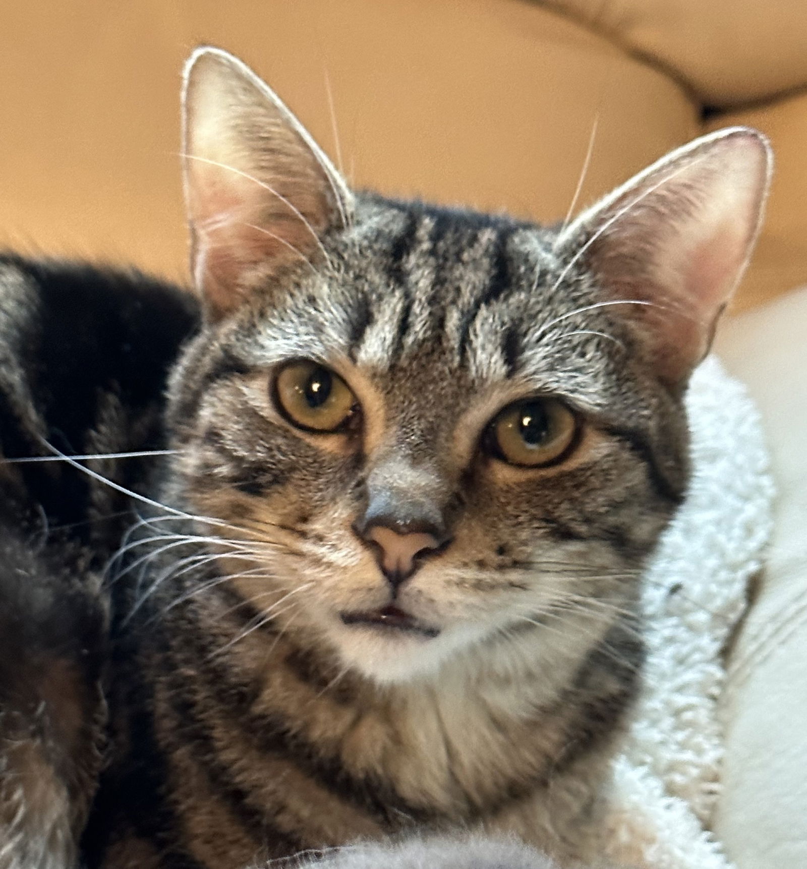 adoptable Cat in Oakland, CA named Bonnet