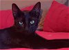 adoptable Cat in oakland, CA named Captain (& Arrow) [CP]