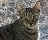 adoptable Cat in oakland, CA named Regent