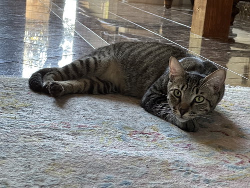 picture of the cat needing adoption