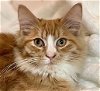 adoptable Cat in  named Freddie [CP]
