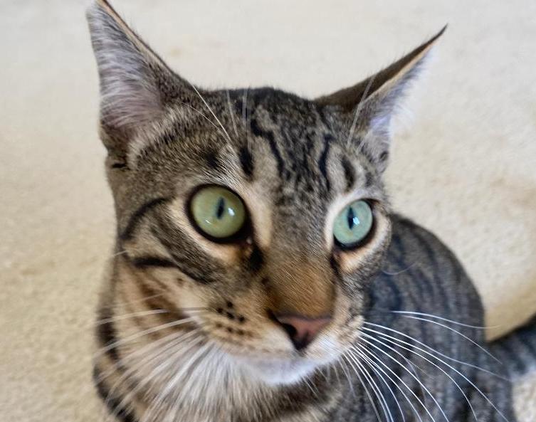 adoptable Cat in Oakland, CA named Maurice [CP]