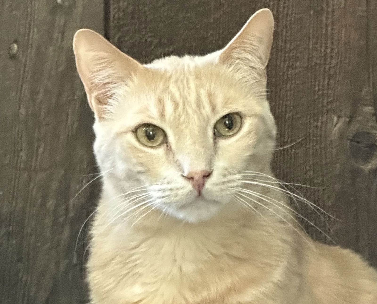 adoptable Cat in Oakland, CA named Taylor