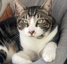 adoptable Cat in Oakland, CA named Hamilton (& Scarlett) [CP]
