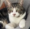 adoptable Cat in oakland, CA named Hamilton (& Scarlett) [CP]