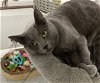 adoptable Cat in oakland, CA named Scarlett (& Hamilton) [CP]