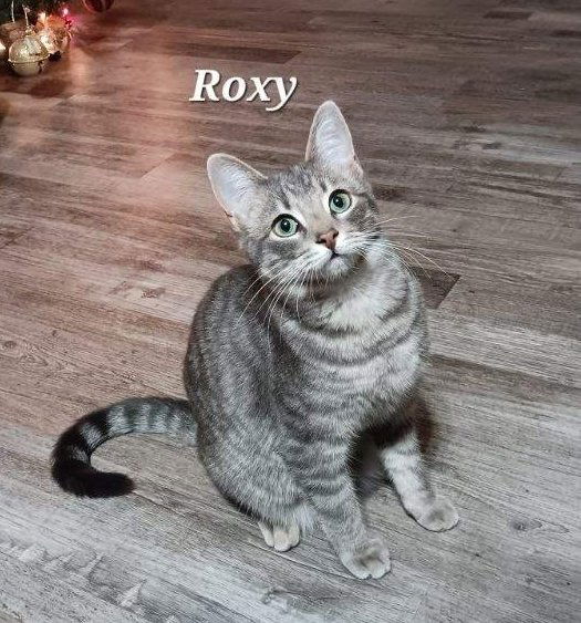 adoptable Cat in Oakland, CA named Roxy [CP]