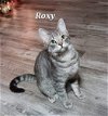 adoptable Cat in oakland, CA named Roxy [CP]