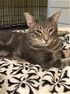 adoptable Cat in oakland, CA named Chili [CP]