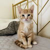 adoptable Cat in dublin, CA named Apollo [CP]