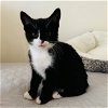 adoptable Cat in dublin, CA named Eos [CP]