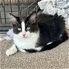 adoptable Cat in dublin, CA named Eris [CP]